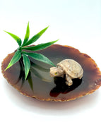 Dolomite Turtle on agate. 