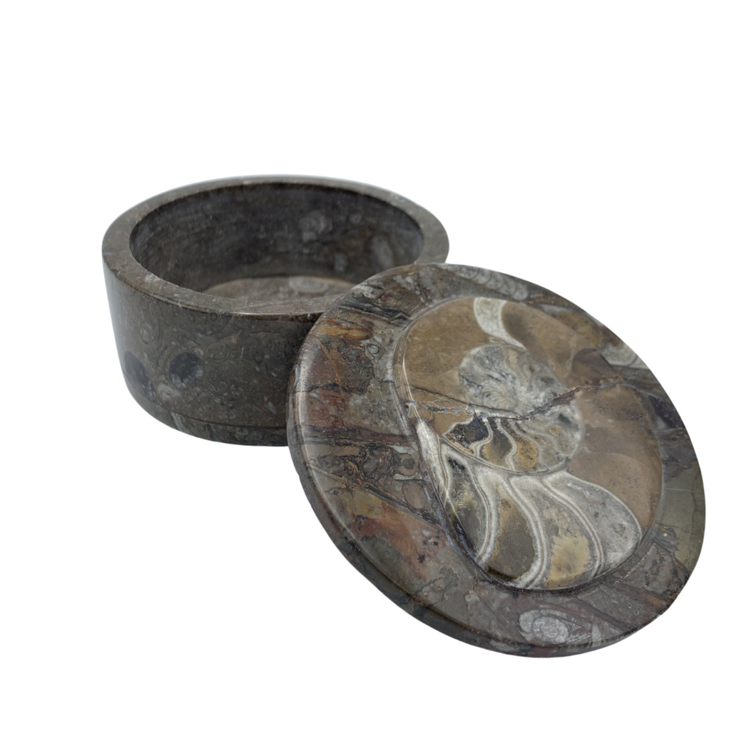 Orthoceras Trinket Box